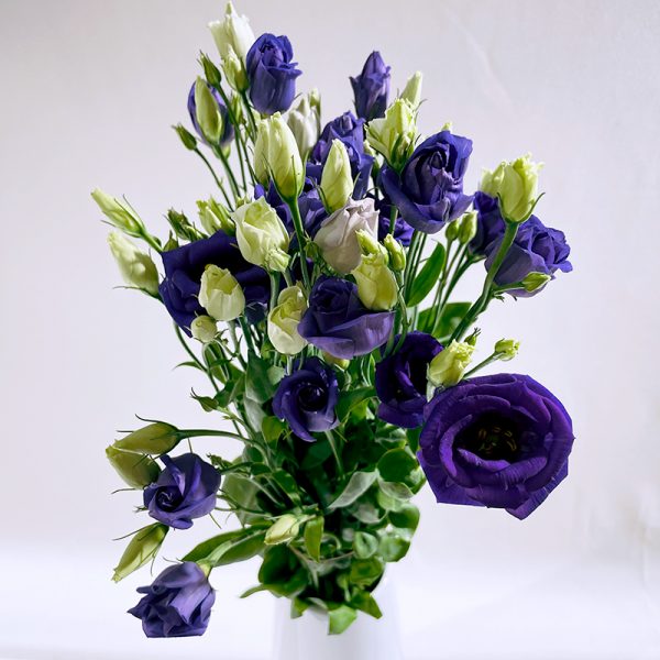 lisianthus bleu 5 fleurs