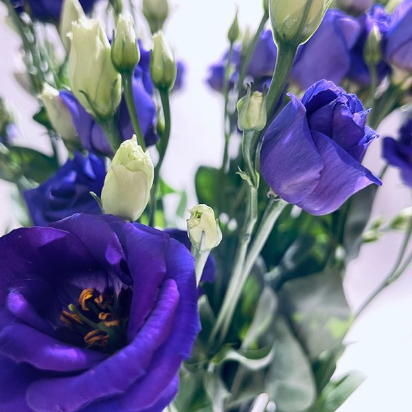 lisianthus violet bouton