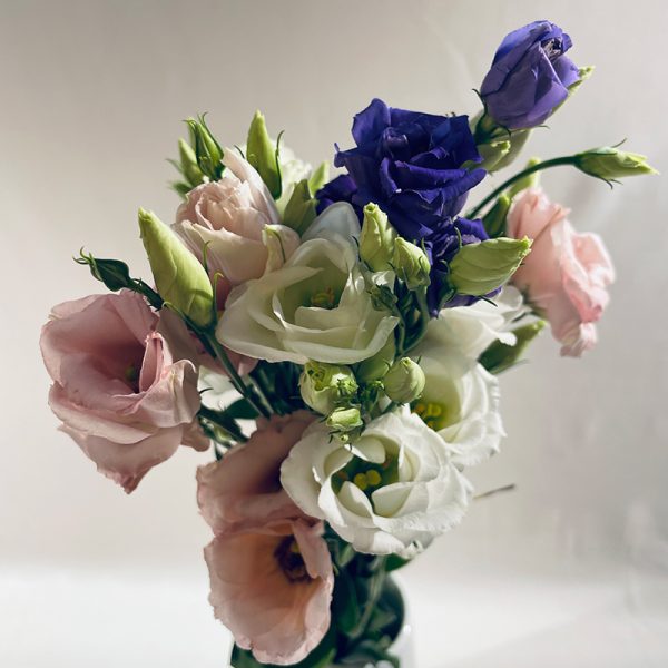 lisianthus multicolor 5 fleurs