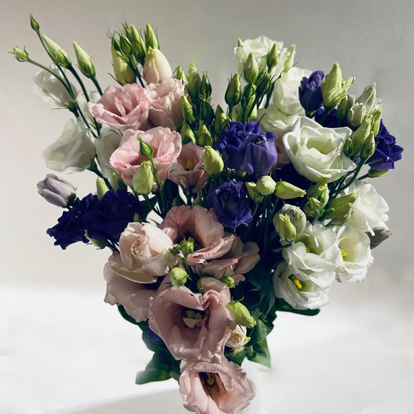 lisianthus multicolor 7 fleurs