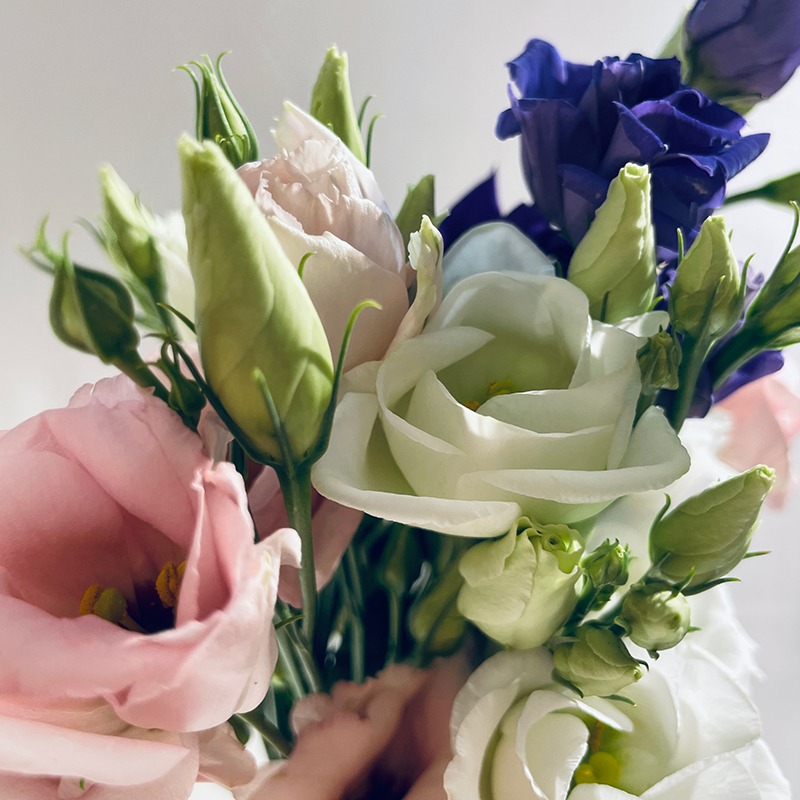 lisianthus multicolors