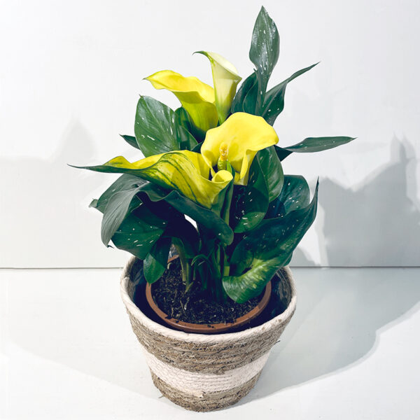 calla arum jaune plante
