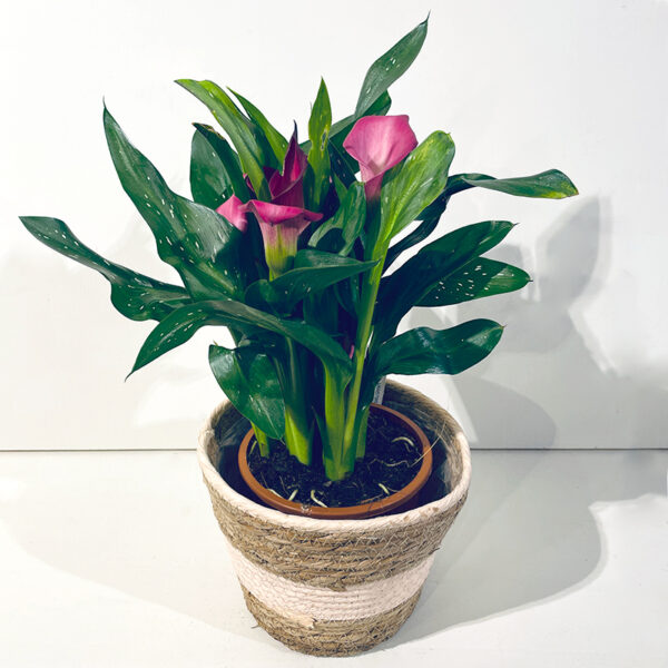 calla arum rose plante