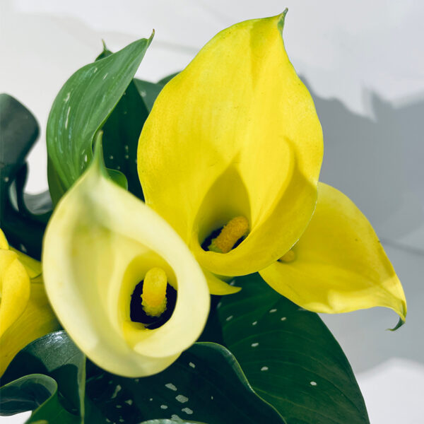 calla zentedeshia jaune plante