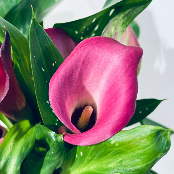 calla zentedeshia rose plante