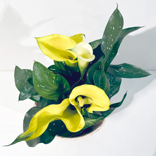 calla zentedeshia jaune plante