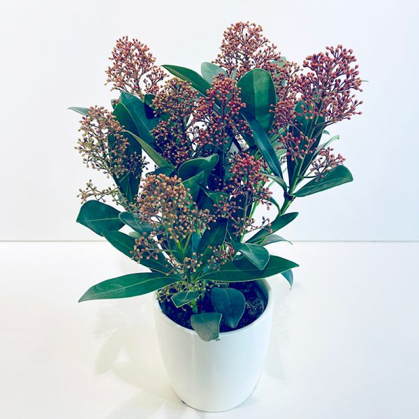 Skimmia