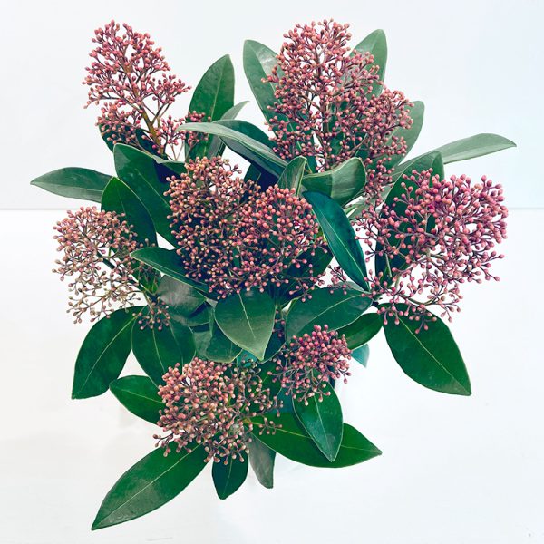 Skimmia en pot