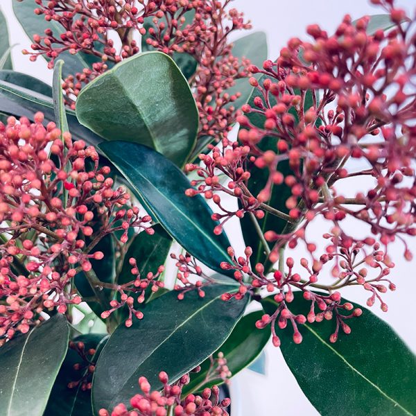 Skimmia rose