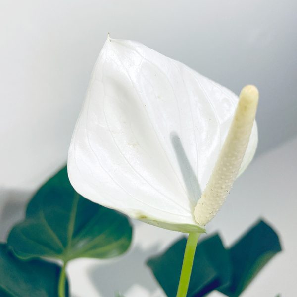 anthurium blanc