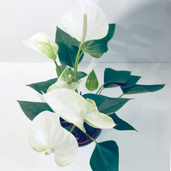 anthurium blanc en pot