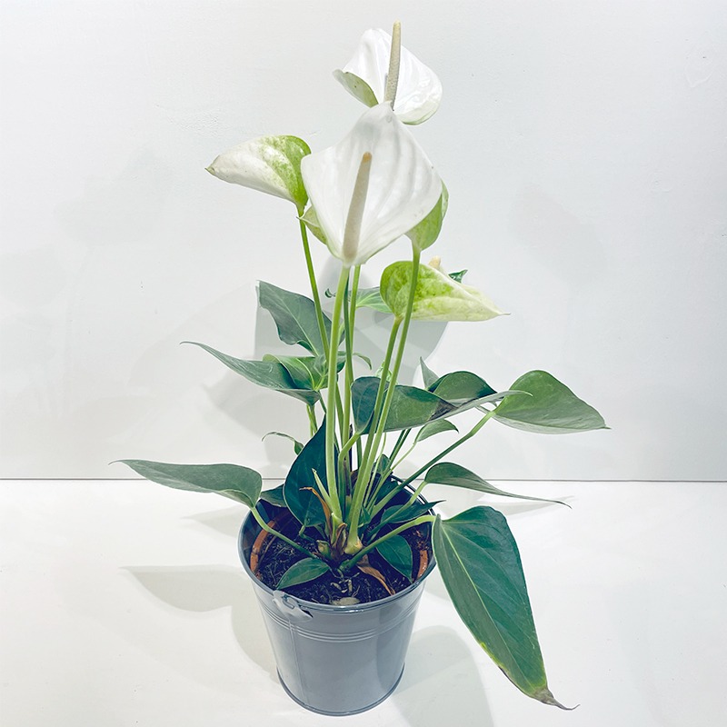 Anthurium blanc – Plante