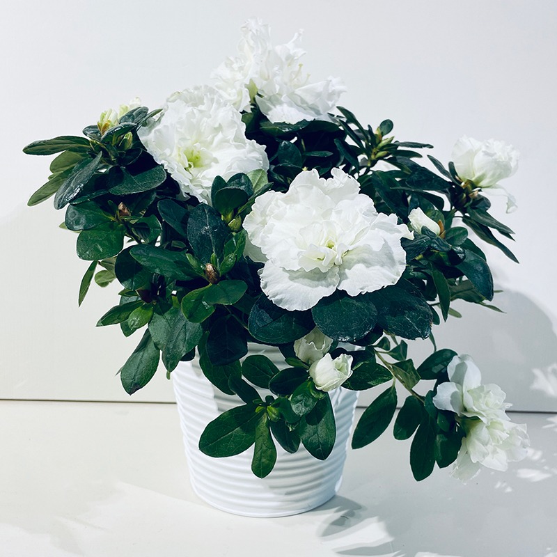 Azalée blanche – Plante