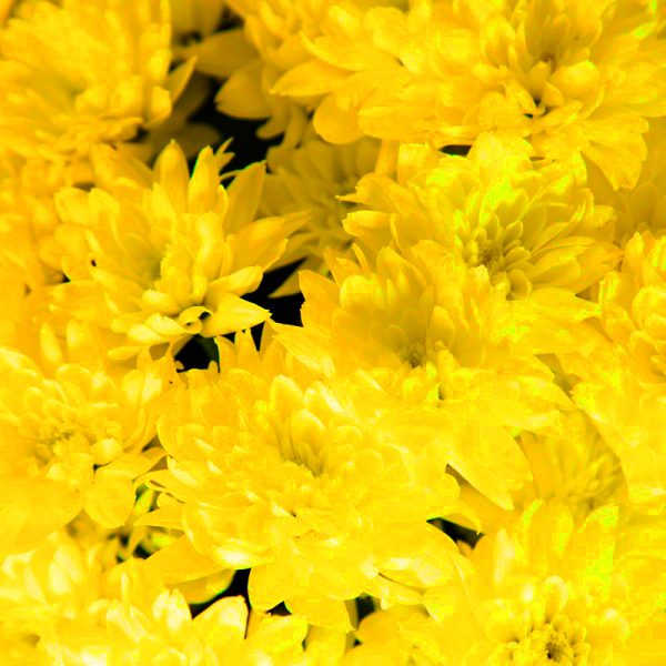 brassée de tokyos jaunes fleurs