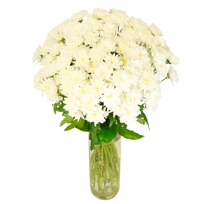Bouquet de Chrysanthèmes Tokyos blancs
