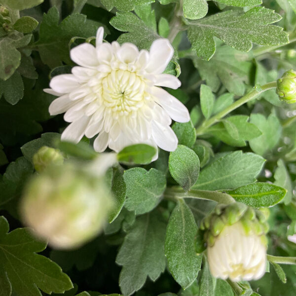 Chrysanthème blanc en livraison en France