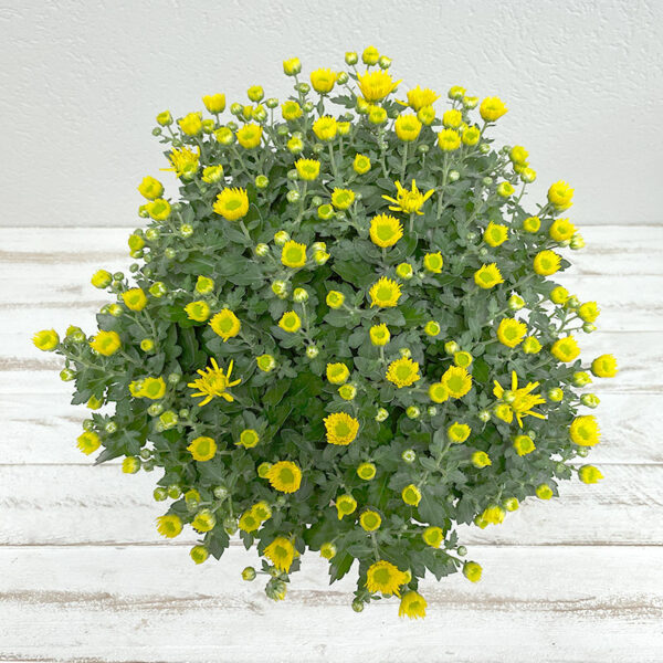 chrysanthème jaune en pot pour la Toussaint