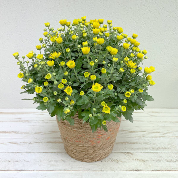 chrysanthème jaune en pot pour la Toussaint