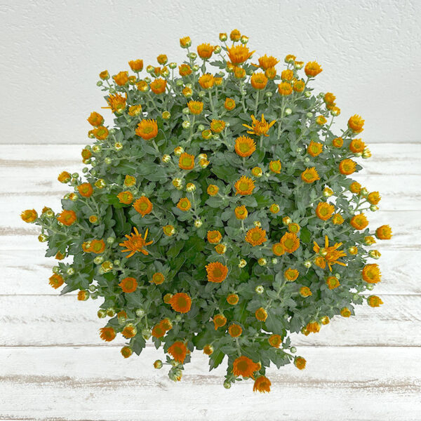 Chrysanthème orange en pot pour la Toussaint