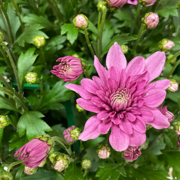 Chrysanthème rose en livraison en France