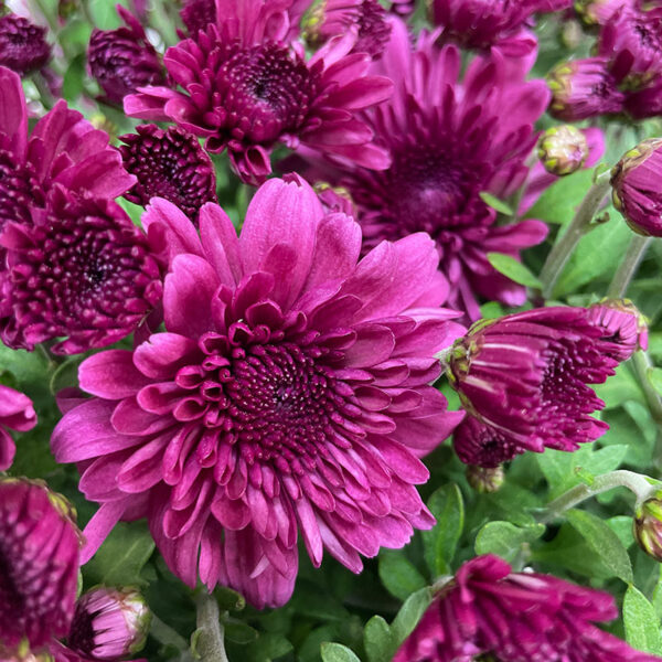 Chrysanthème rouge en livraison en France