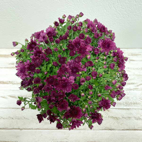 Chrysanthème rouge en pot pour la Toussaint