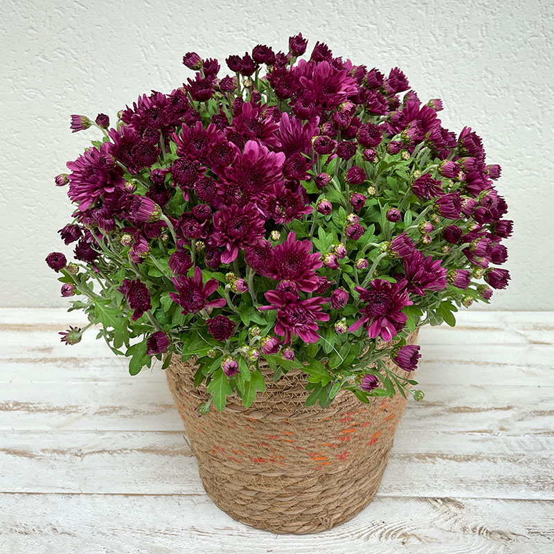 Fleur de chrysanthème en métal rouillé, vente au meilleur prix