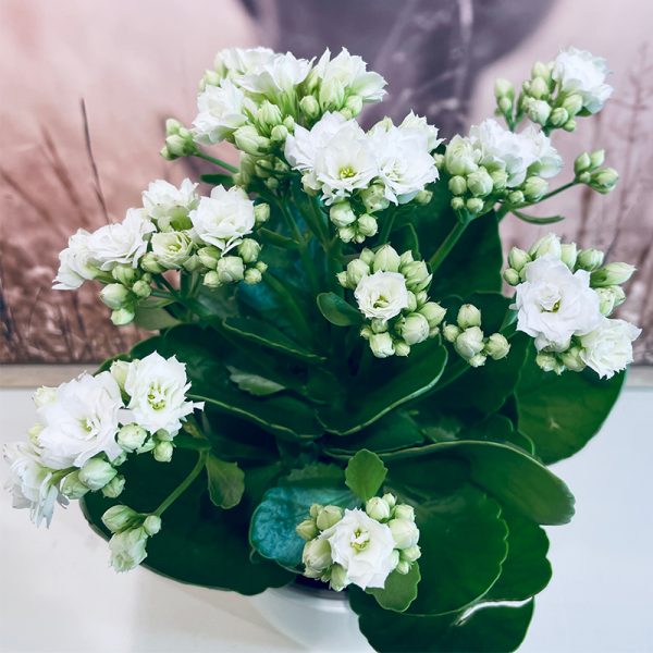 kalanchoe blanc déco