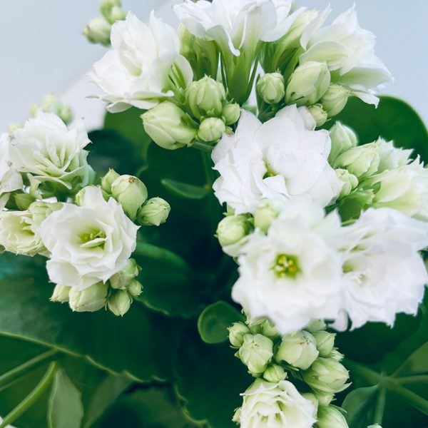 kalanchoe blanc fleurs doubles