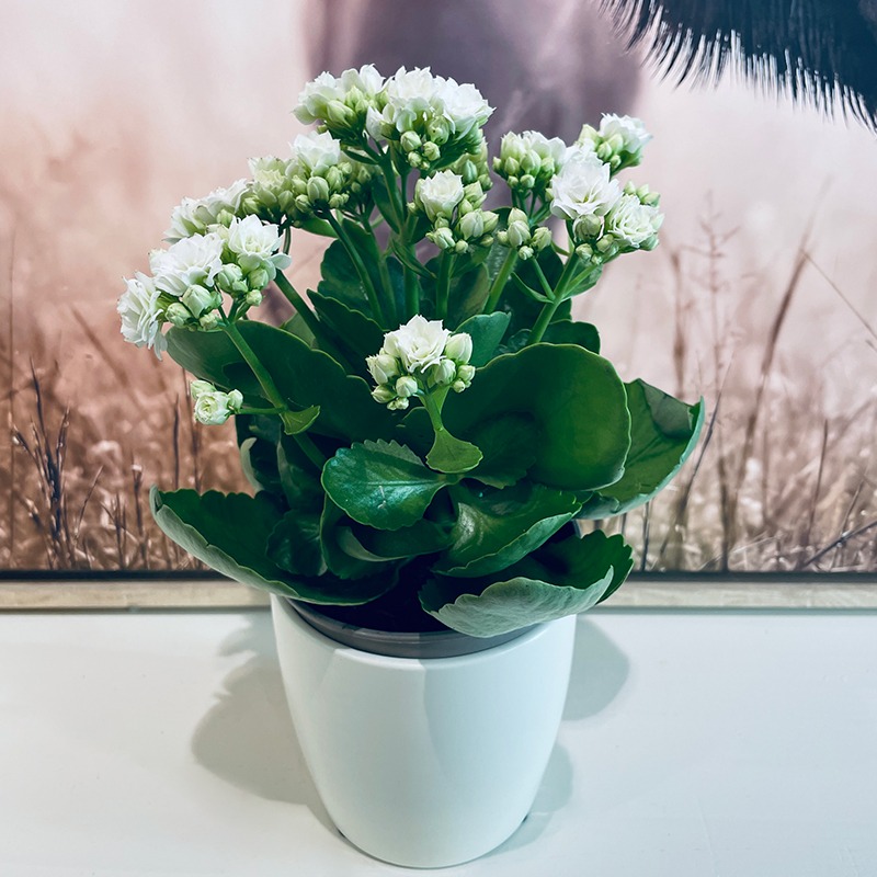 Kalanchoe blanc - Plante - Plus de Fleurs