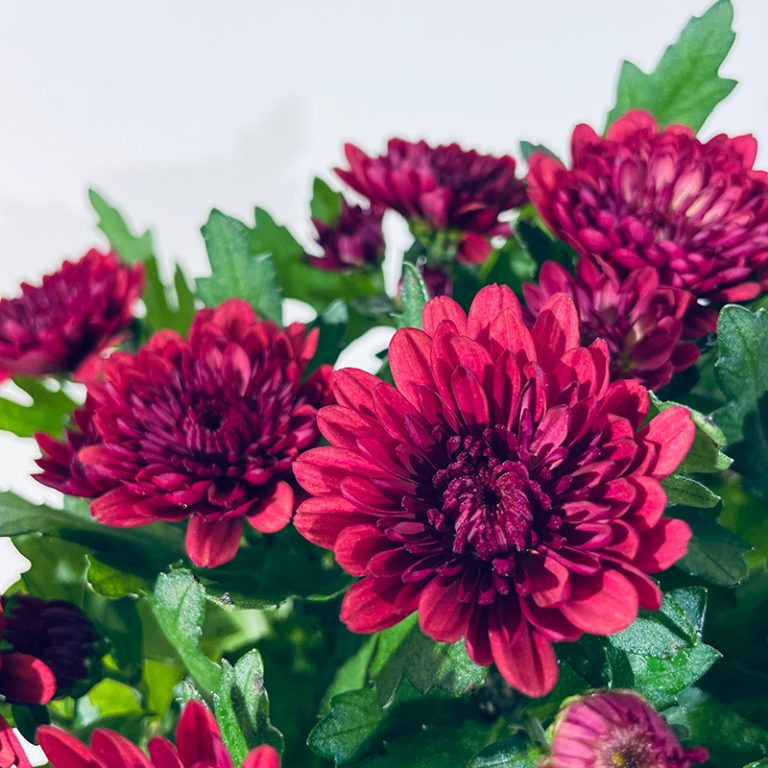 chrysanthèmes rouges pourpre