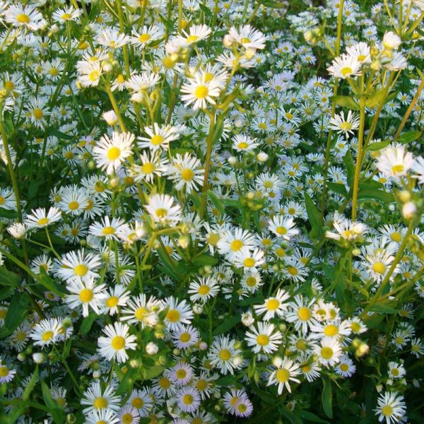 aster blanc en pot