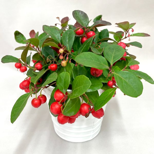 gaultheria plante avec des baies rouges