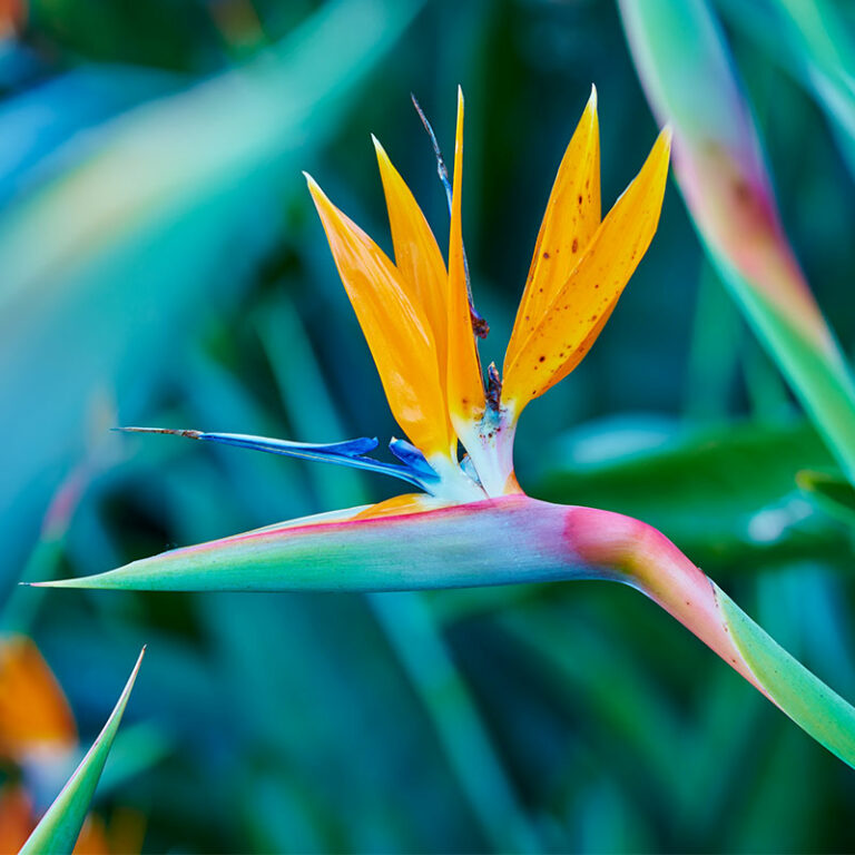 livraison de bouquet d'oiseau de paradis