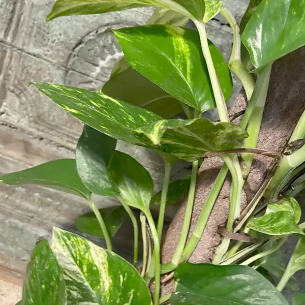 pothos epipremnum plante verte