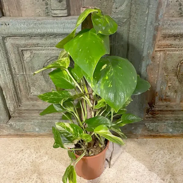 pothos epipremnum plante verte