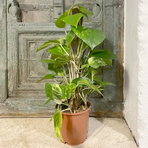 pothos epipremnum plante verte