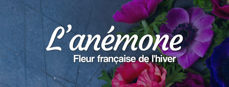 livraison de bouquets d'anémones fleurs françaises