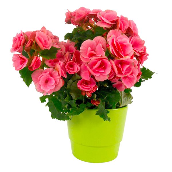 begonia en pot rose