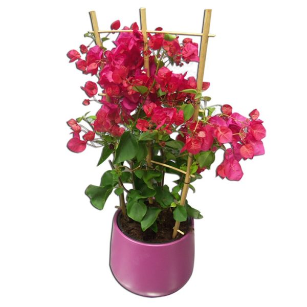 Bougainvillea rouge touffe en pot