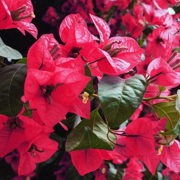 Bougainvillea rouge touffe en pot