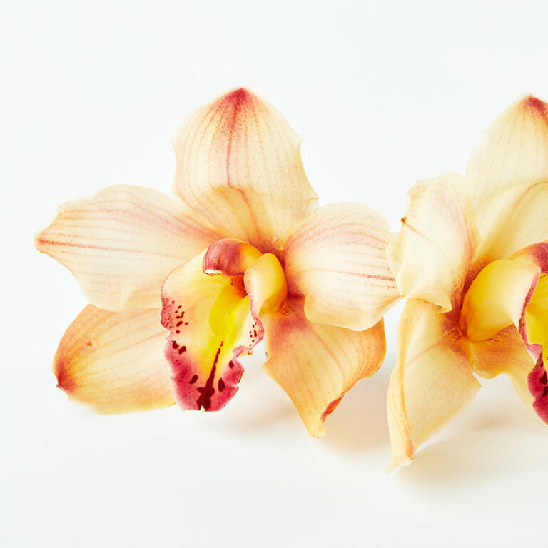 cymbidium livraison d'orchidée d'hiver