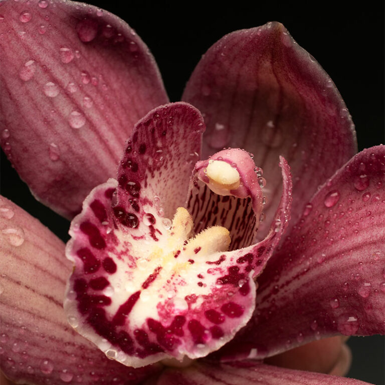 cymbidium livraison d'orchidée d'hiver