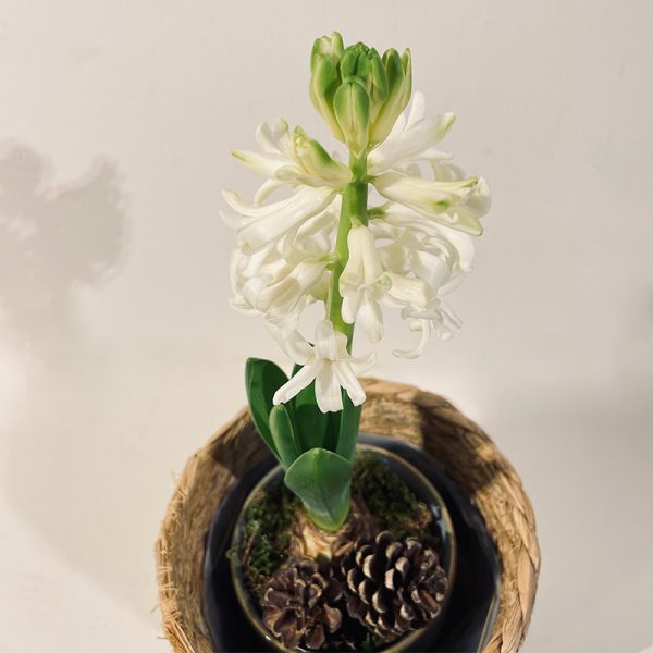 jacinthe blanche en pot pour Noël