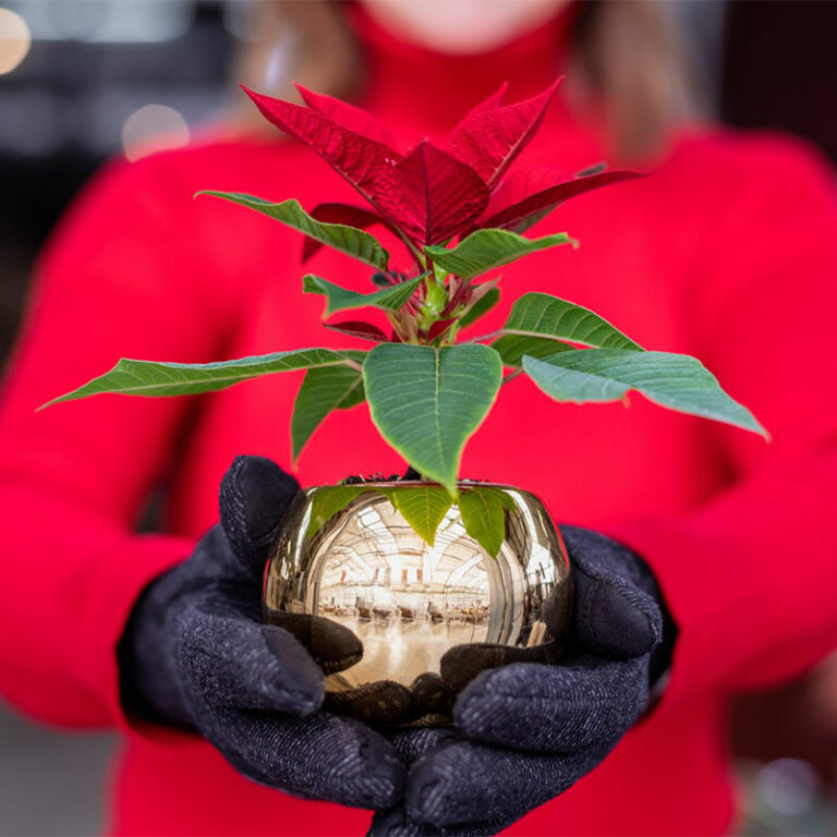 livraison de poinsettia pour noël