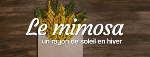 Mimosa : fleur d'hiver de saison locale et Française