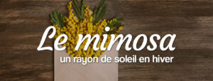 Mimosa : fleur de l'hiver de saison locale et Française