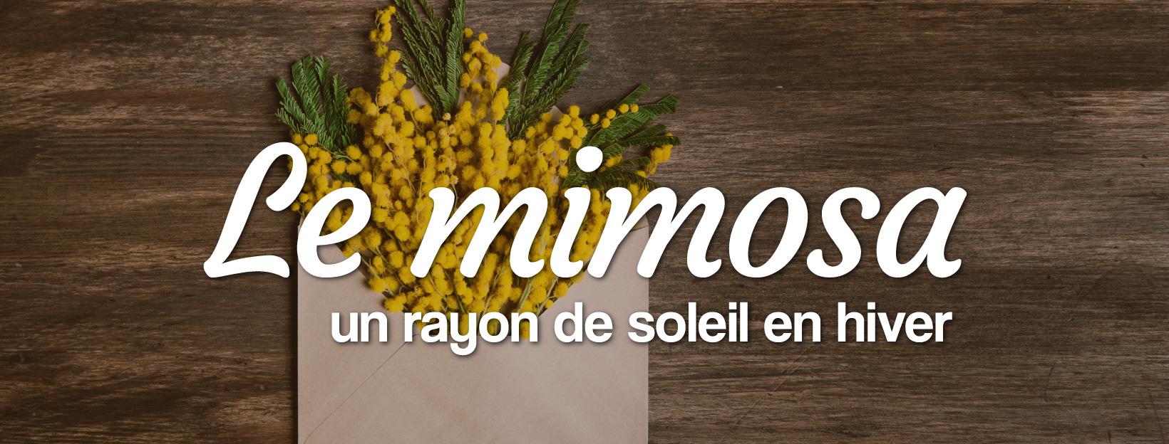 Mimosa : fleur de l'hiver de saison locale et Française