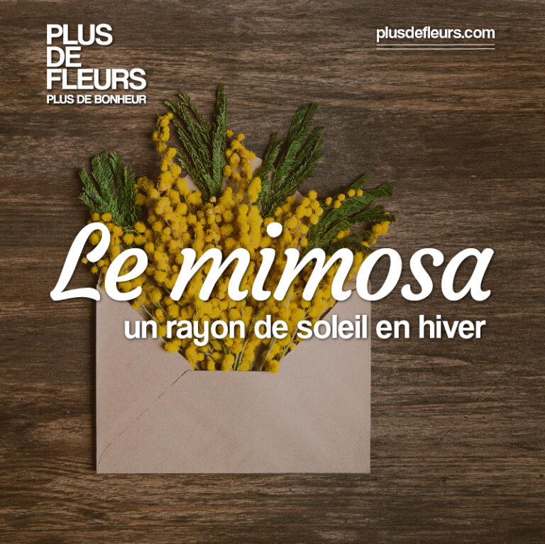 livraison de mimosa en france