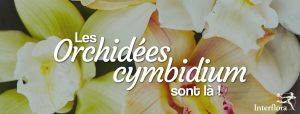 orchidee cymbidium d'hiver